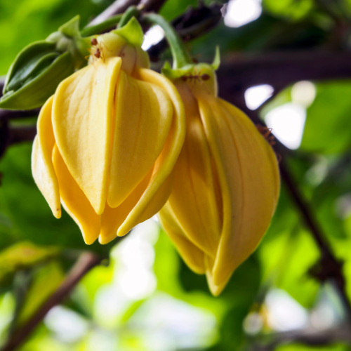 Ylang ylang æterisk olie 10ml