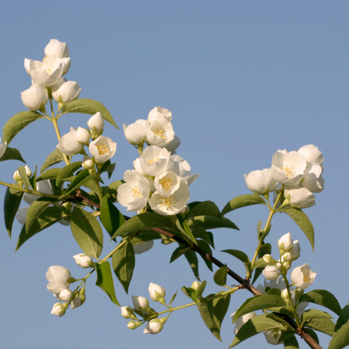 Jasmin æterisk olie 10 ml