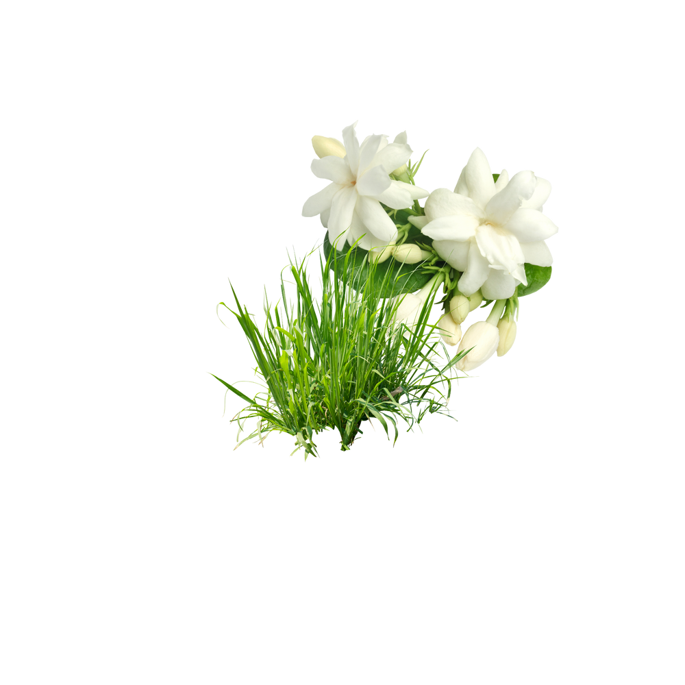 Patchouli jasmine dofter i bild